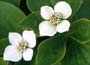 cornus canadensis