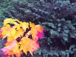 maple
