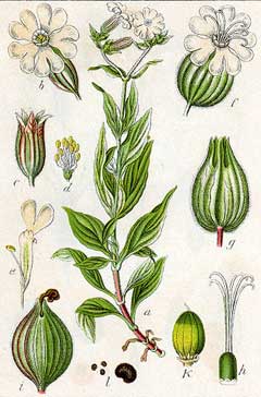 campion