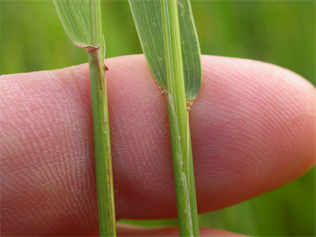quackgrass