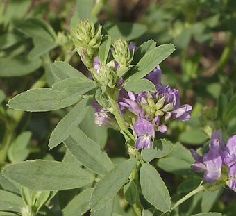 alfalfa