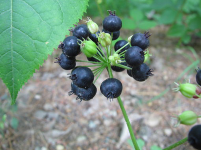 sarsaparilla