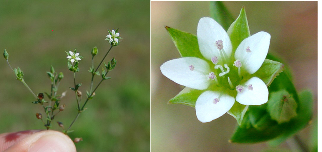 sandwort