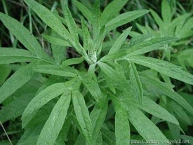 artemisia