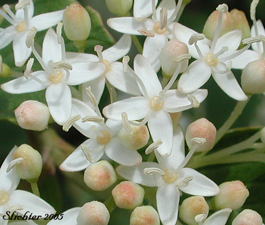 dogwood flowers