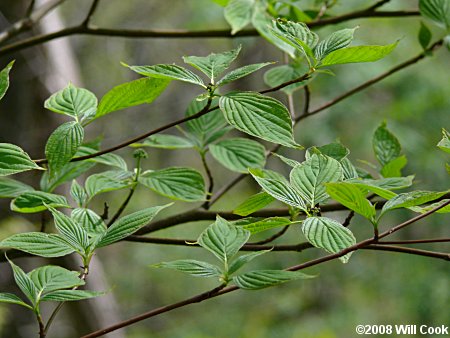 Cornus