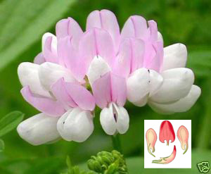 crownvetch