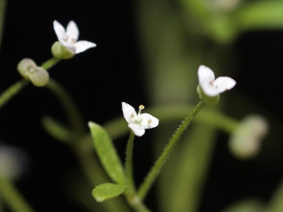 bedstraw