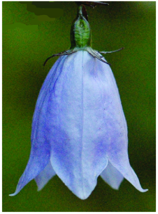 harebell