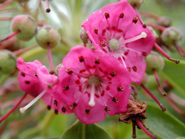 kalmia