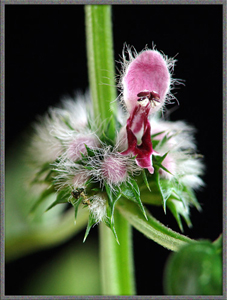 henbane