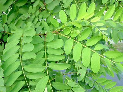 black locust