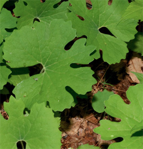 bloodroot