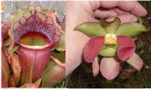 pitcher plant
