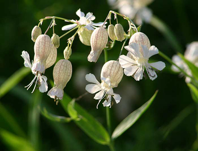 bladder campion