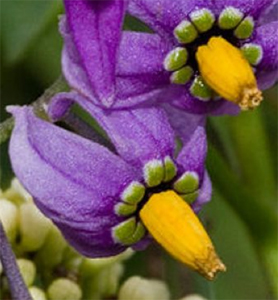 nightshade