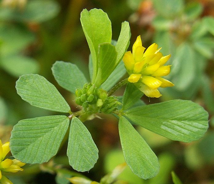 trifolium yellow