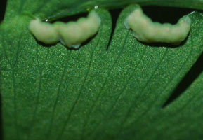 aleuticum sori