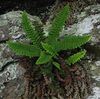 Dryopteris fragrans