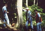 Evaluating a butternut 
tree in northern Vermont