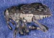 Acoptus suturalis