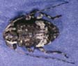 Astylopsis macula