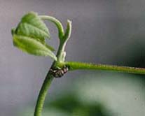 Butternut 
curculio feeding on a butternut seedling