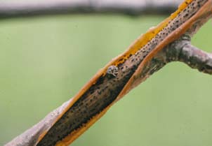 Eubulus parochus amidst 
hyphal 
pegs of Sirococcus