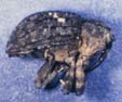 Eubulus parochus