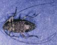 Hyperplatys maculata
