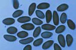 Conidiospores of Melanconium