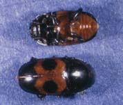 Glischrochilus 
sanguinolentus
