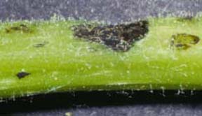 Curculio wound from which 
Sirococcus was isolated