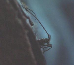Monochamus notatus 
emerging from a pine log