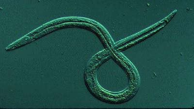 Bursaphelenchus xylophilus, the 
pinewood nematode