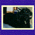 Thumbnail of Ebony