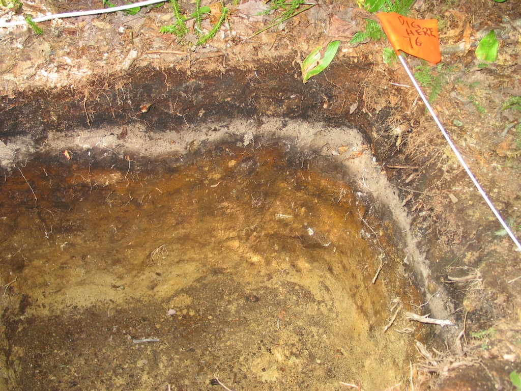 Spodosol in the Lye Brook Wilderness Area