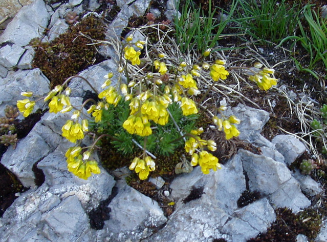 FleurDeDentDoche