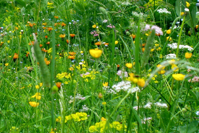 lesFleursAlpine3