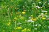 lesFleursAlpine3