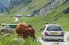 Cows
