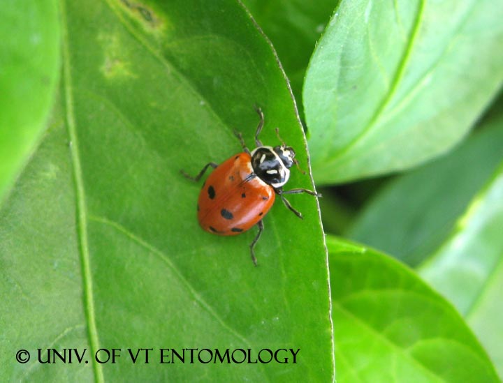 Convergent Lady Beetle