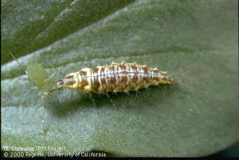 Green Lacewing Larvae