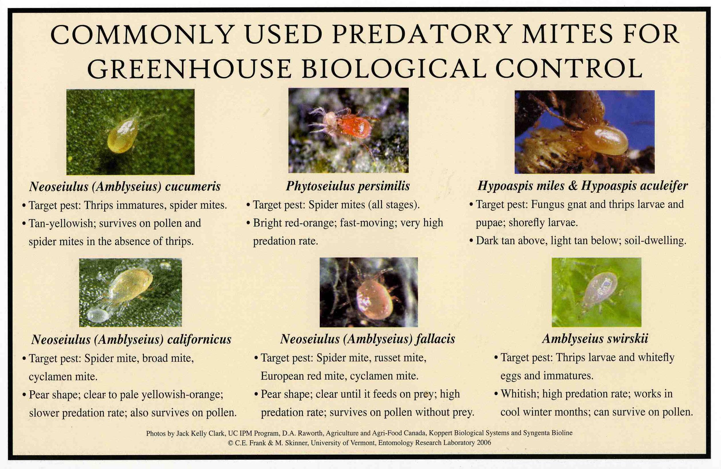 Predatory Mites