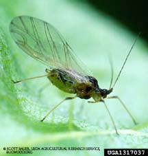 Aphid