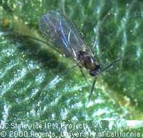 Fungus Gnat