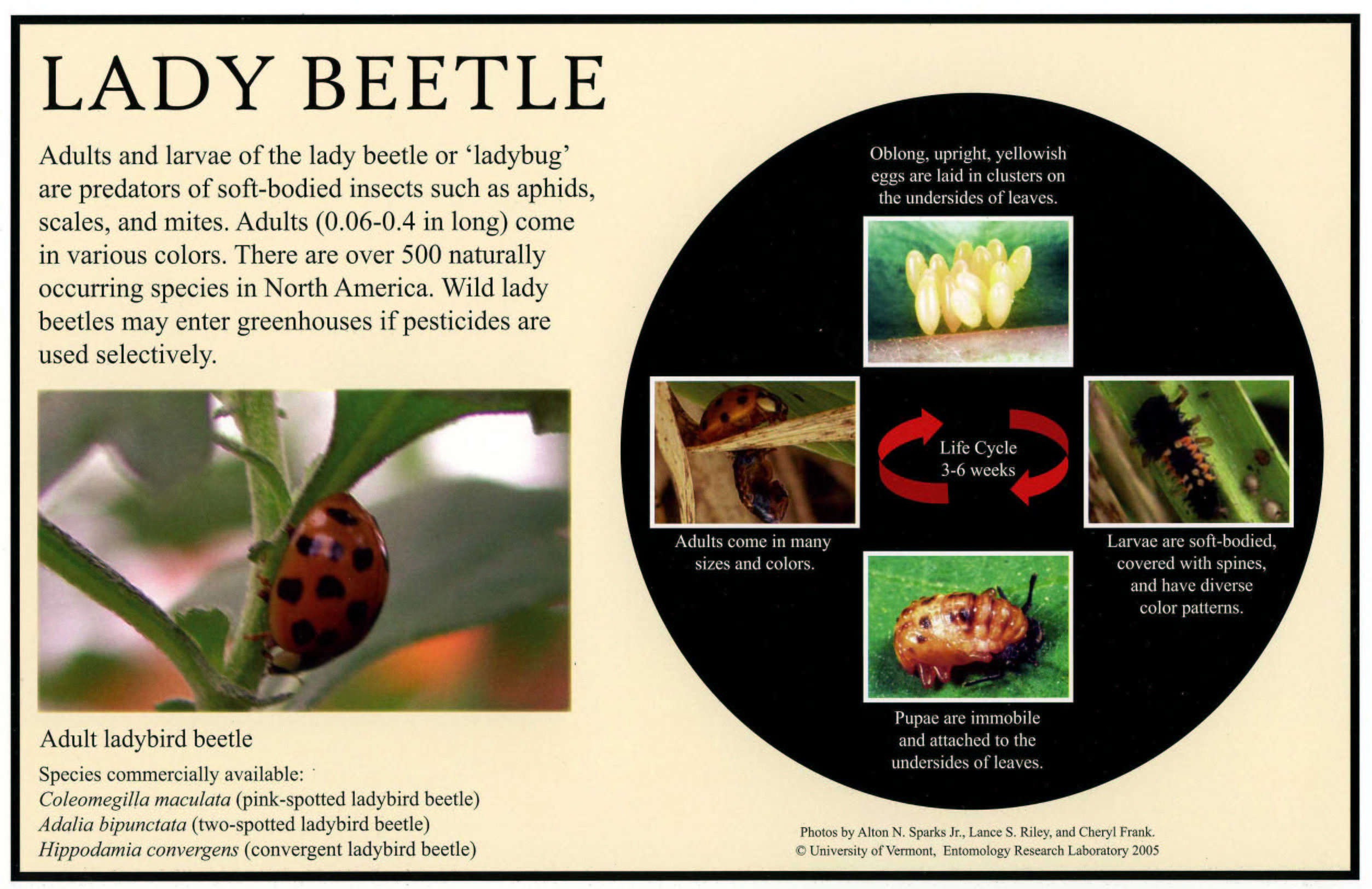 LadyBeetle