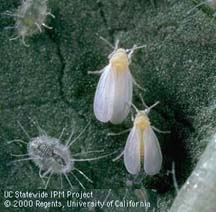 Whitefly