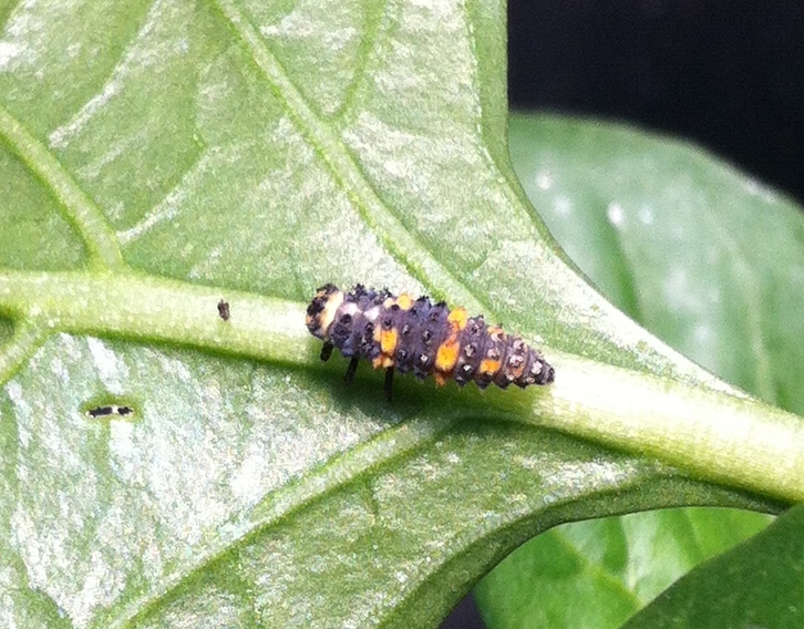 Lady Beetle Larva