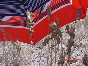 Sunn Pest damage in Turkmenistan - photo by Annageldy Arazmuradov